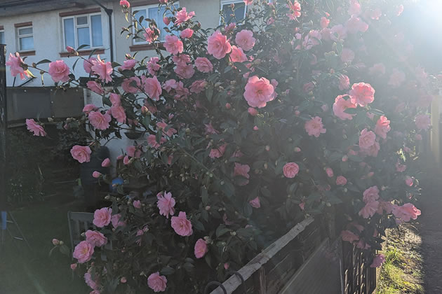 Boston Manor Road roses 