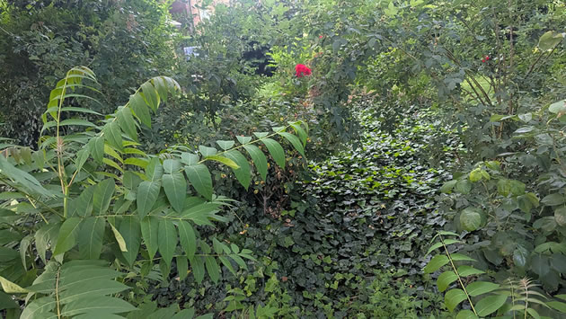 Brentford library garden 