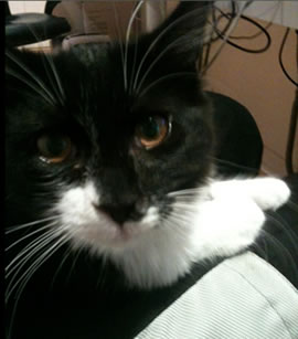 george missing cat chiswick