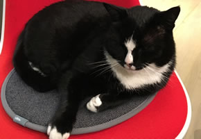 bobby a missing black and white cat