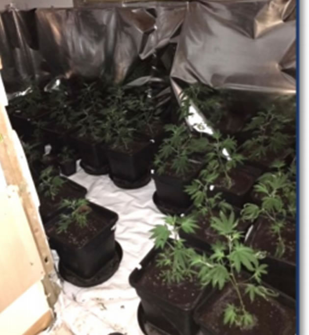cannabis plants 