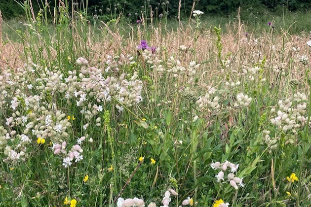 The meadow in the Old Pools area has thrived. Picture: Dukes Meadows Trust 