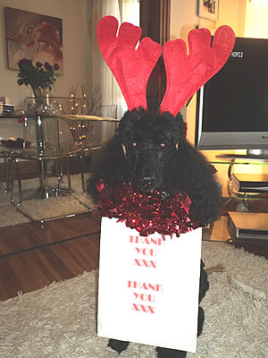 chiswick poodle
