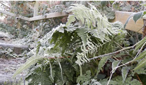 images of ferns at gunnersbury triangle nature reserve