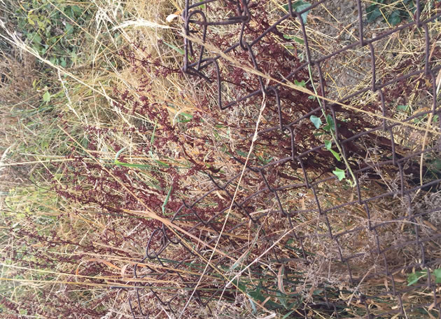 knotweed