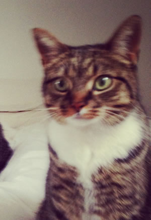 gloria missing cat chiswick