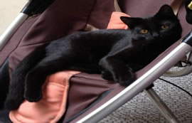 missing cat chiswick kenzo