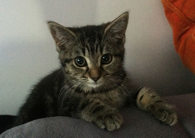 Kitten Missing from Netheravon Road