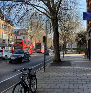 tree on high road
