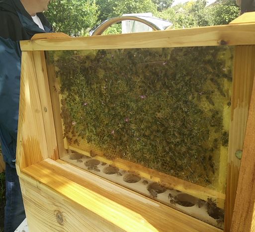 the bees!