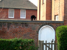 East Acton architecture and cat