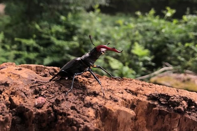 The park is an important habitat for stag beetles